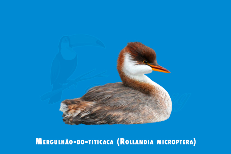 Mergulhão-do-titicaca (Rollandia microptera)