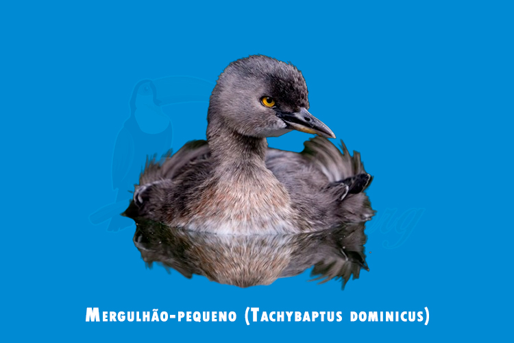 Mergulhão-pequeno ( Tachybaptus dominicus)