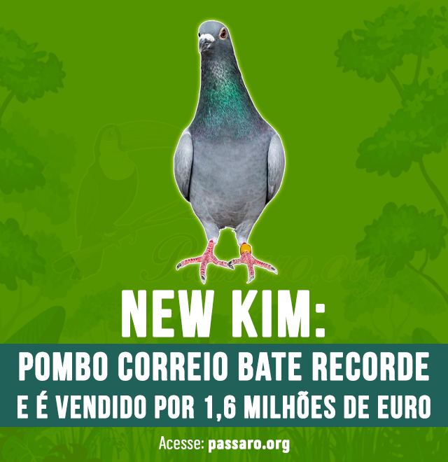 New kim Pombo correio