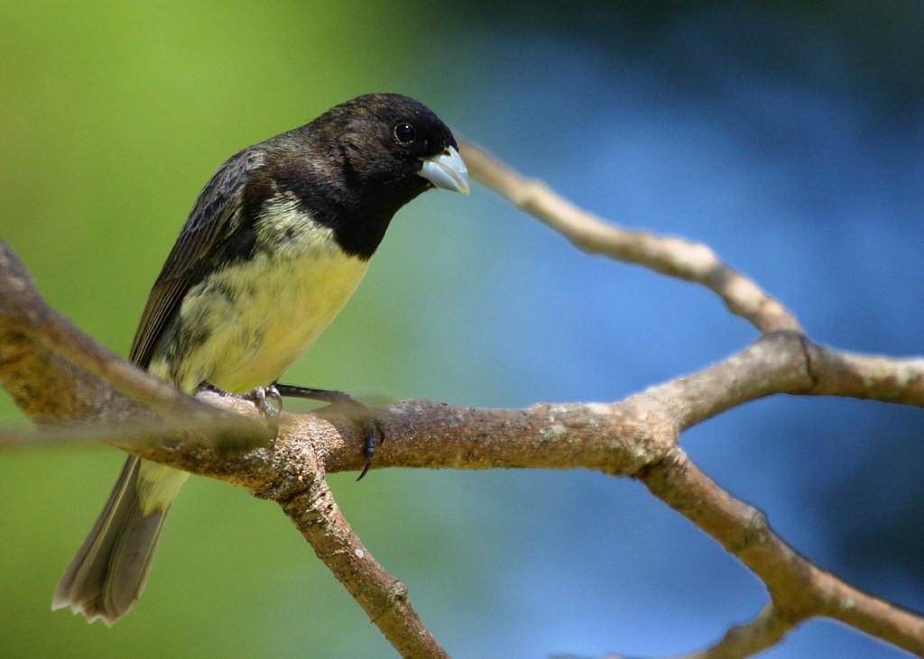 papa-capim-de-costas-cinza (Sporophila ardesiaca)