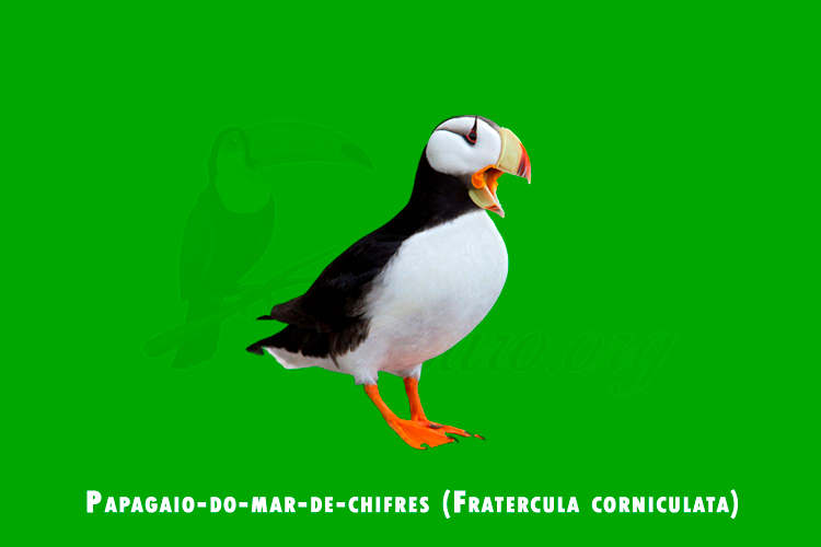 Papagaio-do-mar-de-chifres (Fratercula corniculata)