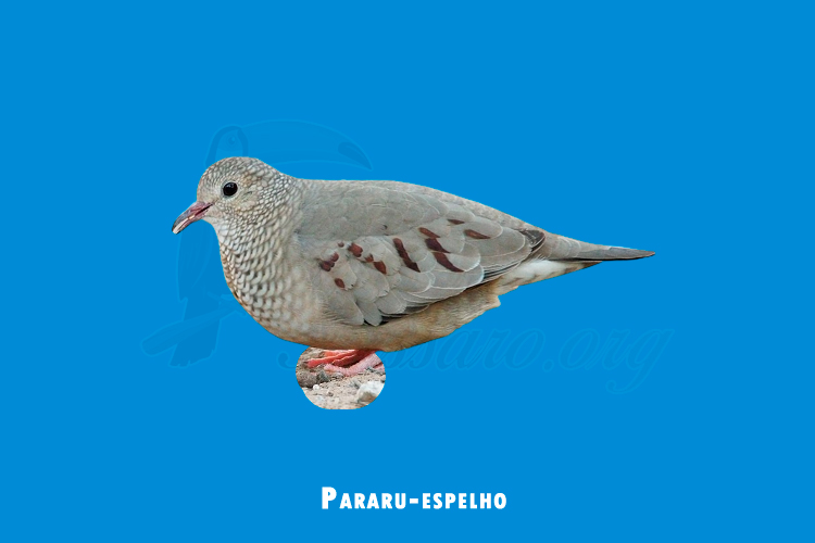 Pararu-espelho