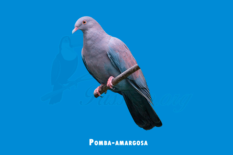 Pomba-amargosa