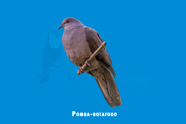 Pomba-botafogo