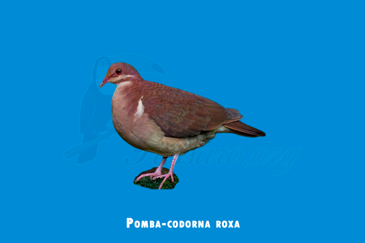 Pomba-codorna roxa