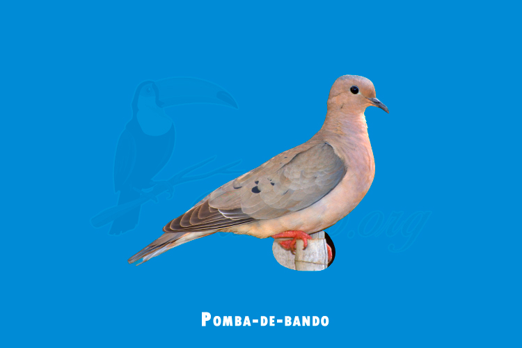 Pomba-de-bando