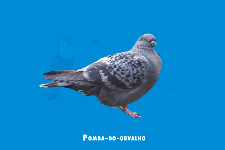 Pomba-do-orvalho