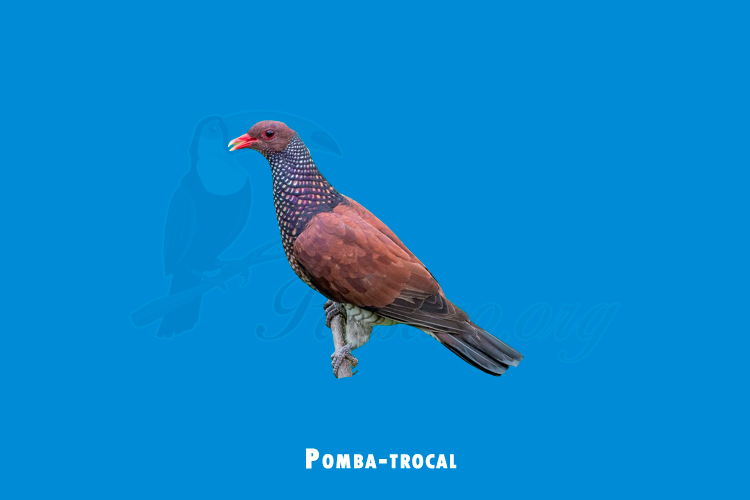 Pomba-trocal