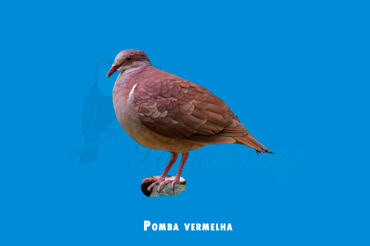 Pomba vermelha