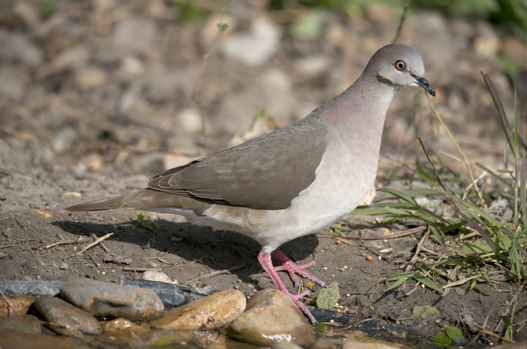 Pombo de granada 