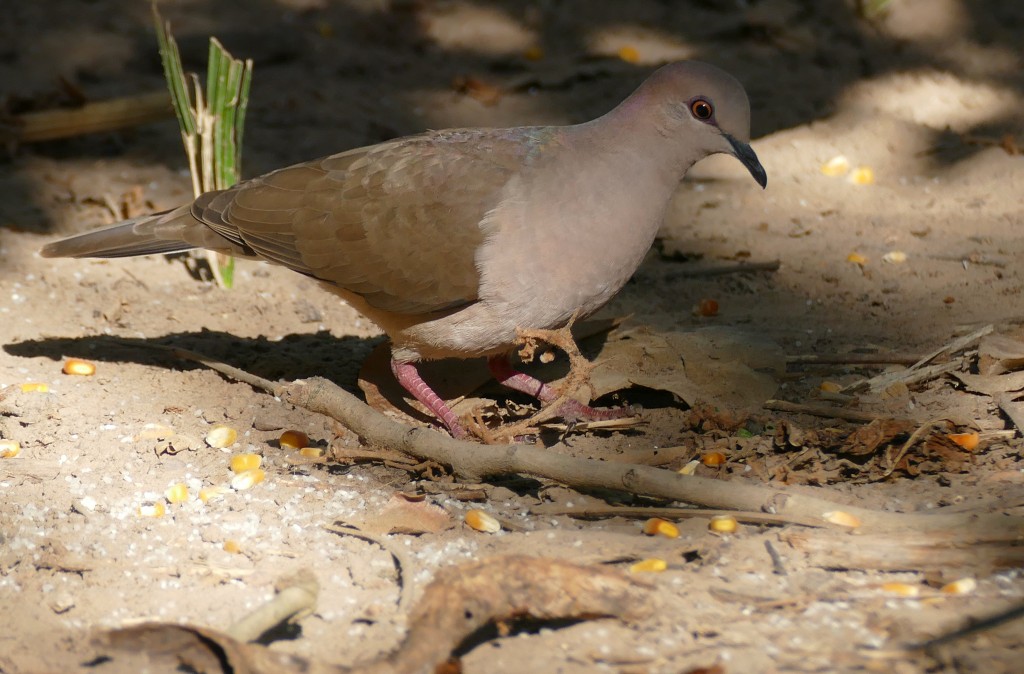 Pombo de granada 