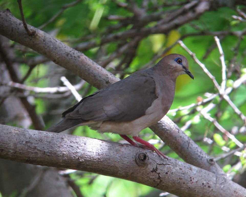 Pombo de granada 