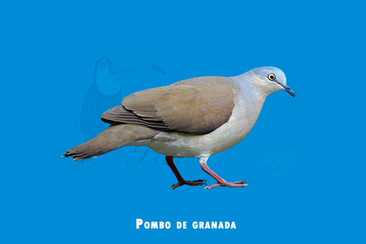 Pombo de granada