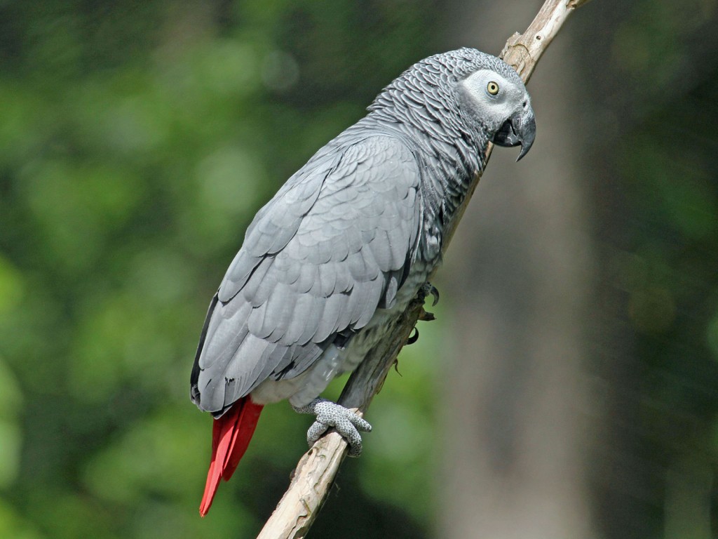 Preço do papagaio-cinzento