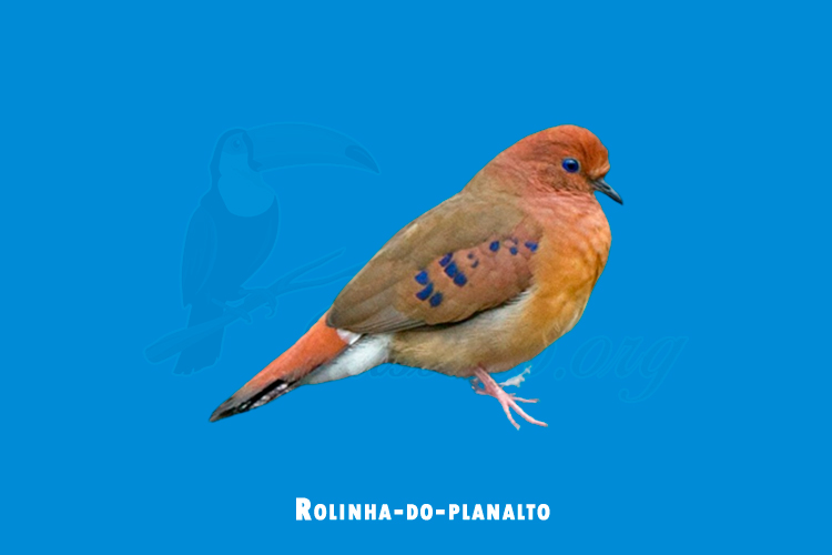 Rolinha-do-planalto