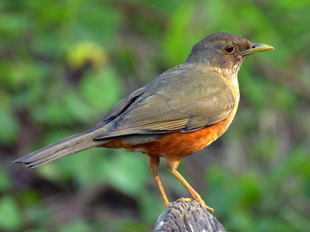 Sabiá-barranco (Turdus leucomelas)