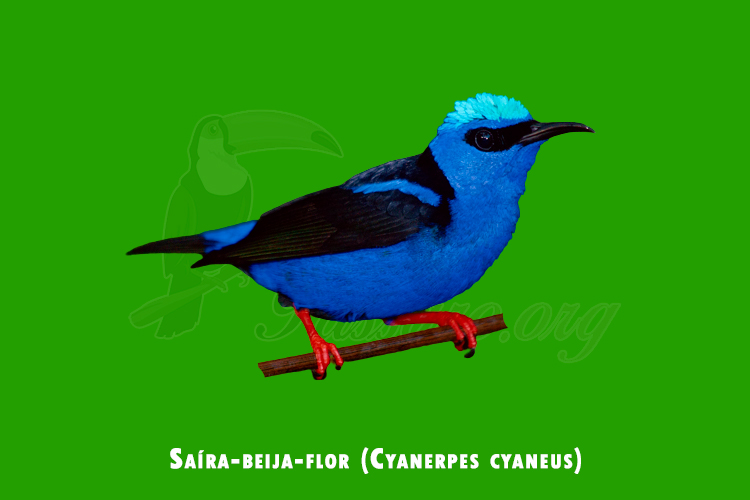 Saíra-beija-flor ( Cyanerpes cyaneus)