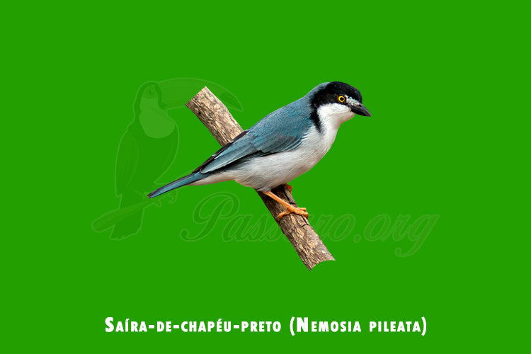 Saíra-de-chapéu-preto (Nemosia pileata)