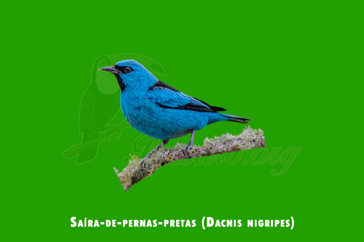 Saíra-de-pernas-pretas (Dacnis nigripes)