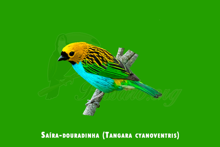 Saíra-douradinha (Tangara cyanoventris)