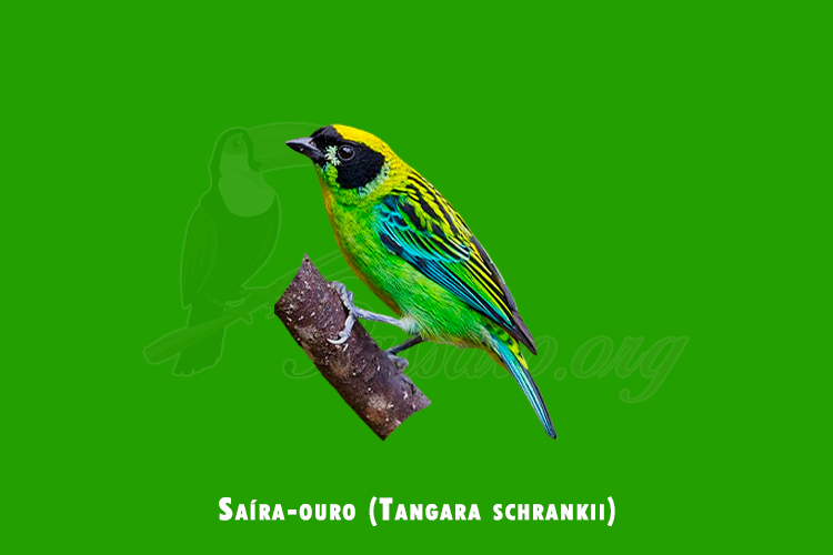 Saíra-ouro (Tangara schrankii)
