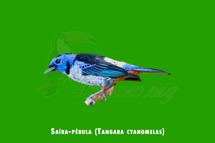 Saíra-pérola (Tangara cyanomelas)
