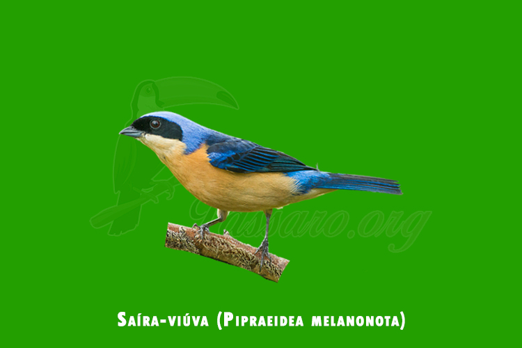 Saíra-viúva (Pipraeidea melanonota)