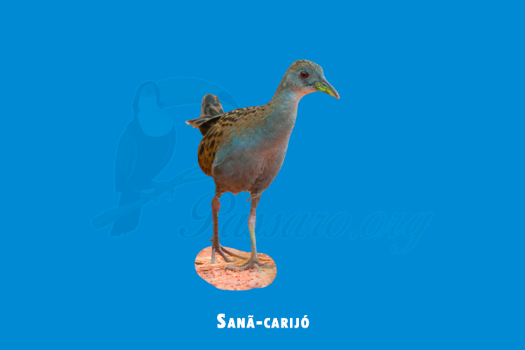 Sanã-carijó