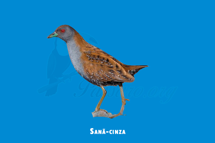 Sanã-cinza