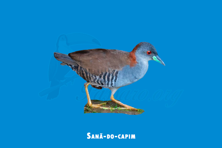 Sanã-do-capim