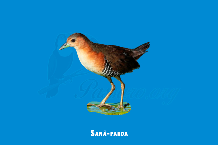 Sanã-parda