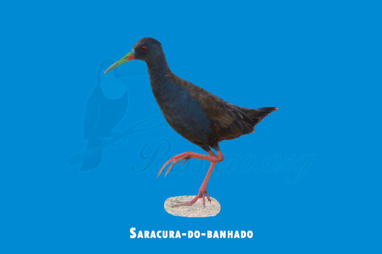 Saracura-do-banhado