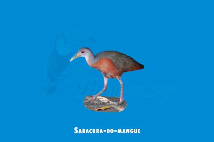 Saracura-do-mangue