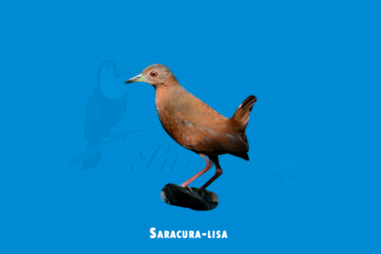 Saracura-lisa