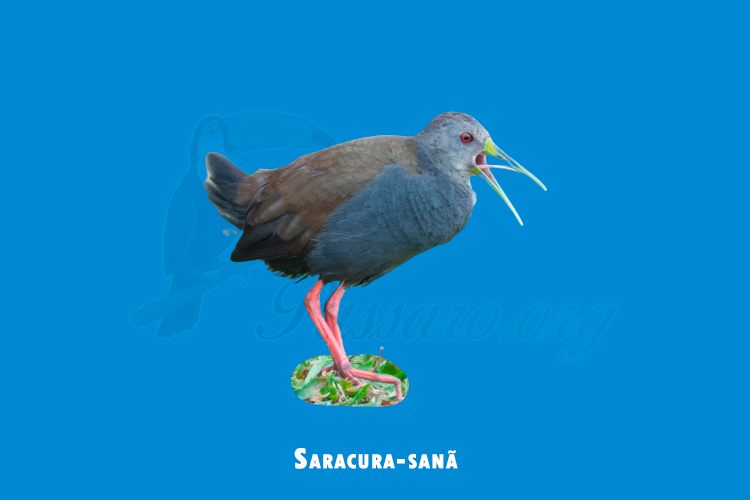 Saracura-sanã