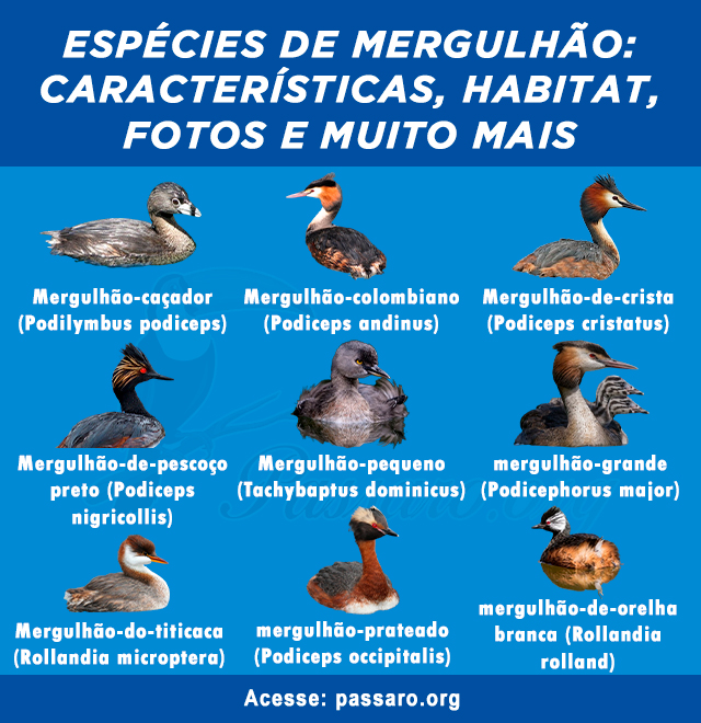 Tipos de mergulhão