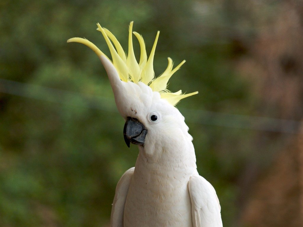 alimentacao adequada para cacatua