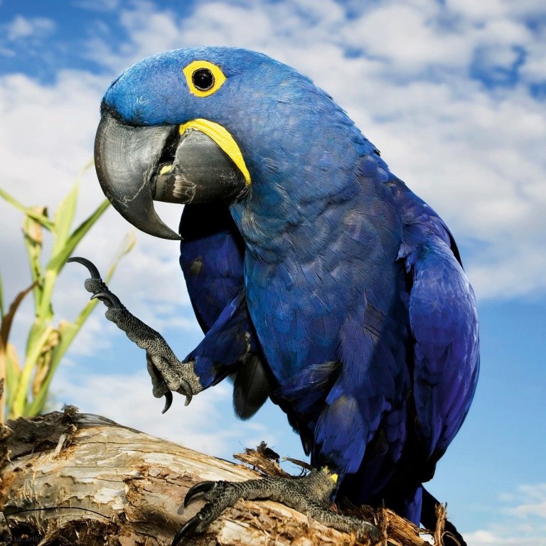 alimentacao da arara azul