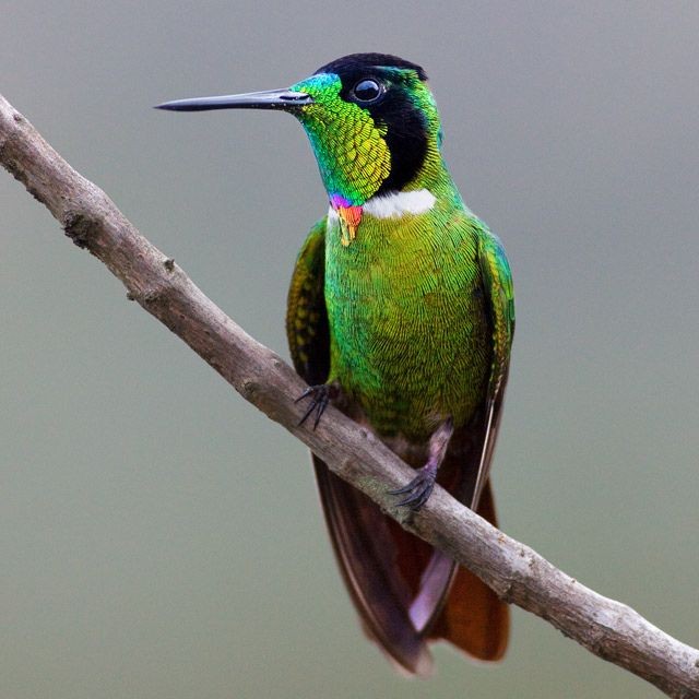 alimentacao da beija-flor -de-gravata