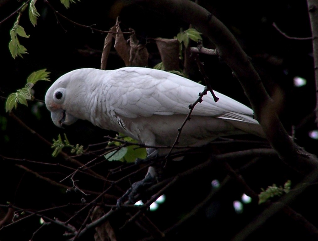 alimentacao da cacatua-de-goffin