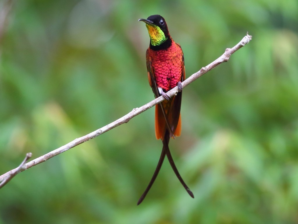 alimentacao do beija flor da garganta vermelha