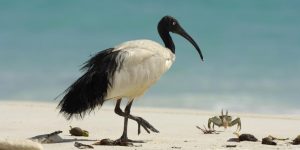 alimentacao do ibis-sagrado-de-madagascar