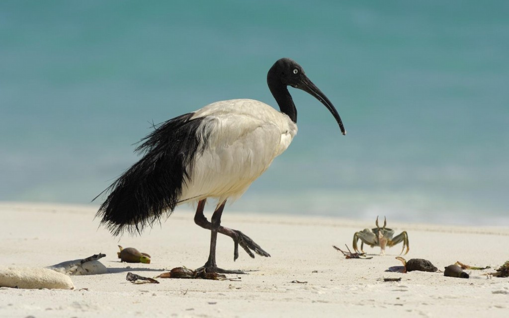 alimentacao do ibis-sagrado-de-madagascar