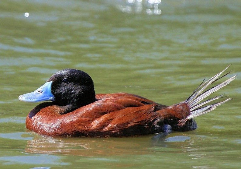 alimentacao do pato ruivo africano