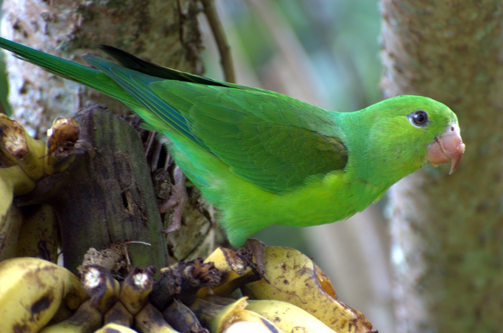 alimentacao do periquito verde