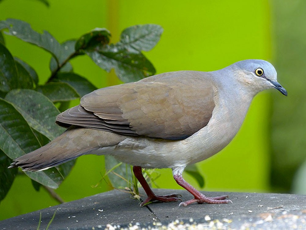 alimentacao do pombo de granada