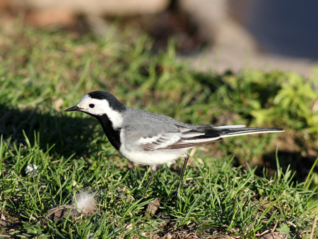 alveola branca