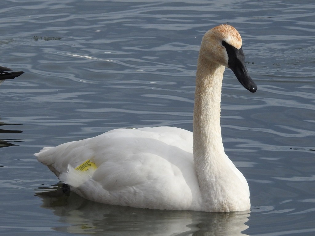 ameacas do cisne-trombeteiro