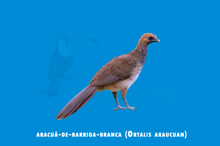 aracua-de-barriga-branca (ortalis araucuan)