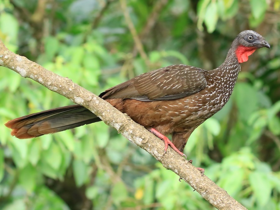 aracua-de-sobrancelhas